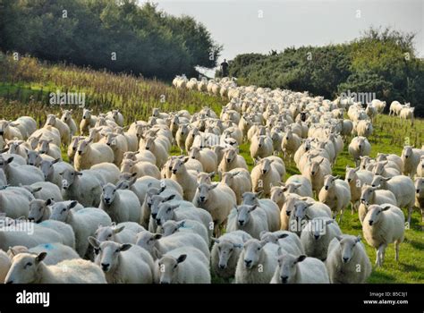 Large Flock Of Sheep Being Herded Anglesey North Wales Stock Photo Alamy