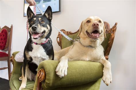 Two Dogs On The Green Couch Image Free Stock Photo Public Domain