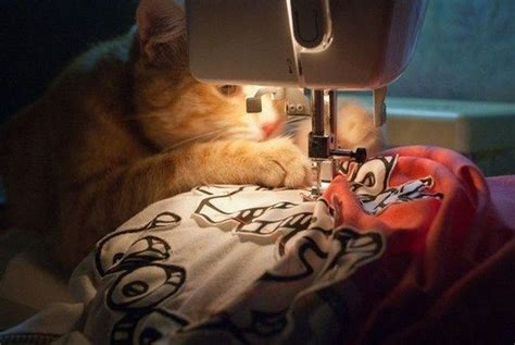 Irti Funny Picture 1551 Tags Cat Ginger Sewing