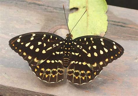 Archduke Butterfly Wikiwand