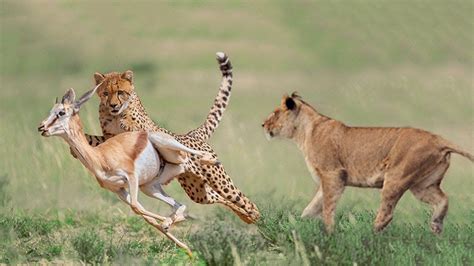 Related Image Lion Hunting Animal Action Lioness Impala Prey