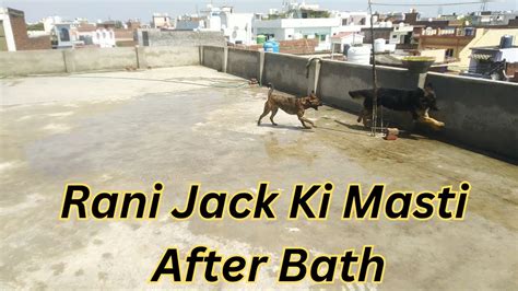 Rani Jack Ki Masti After Bath Gauravroyalvlogs Youtube