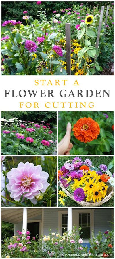 Best Flowers For All Summer Color Lots Of Blooms Great For Cutting Easy To Start