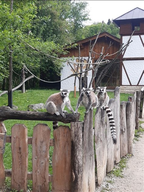 Ebbs Mit Seinen Raritätenzoo Mit Exotische Tiere Ganz Hautnah