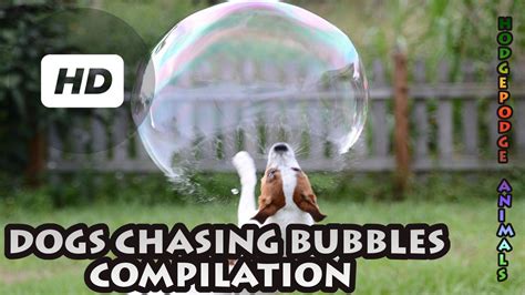 Dogs Chasing Bubbles Compilation Youtube