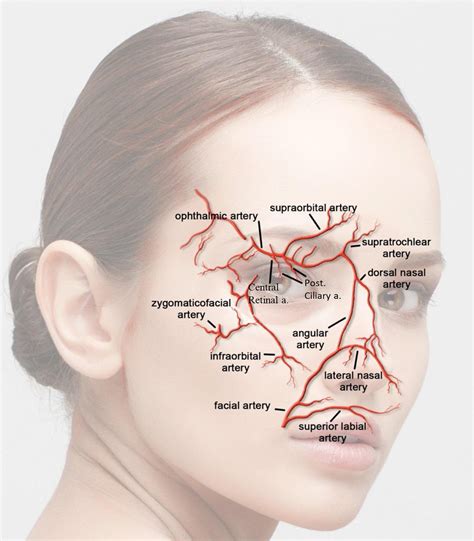 What Is A Vascular Occlusion Skin Essentials