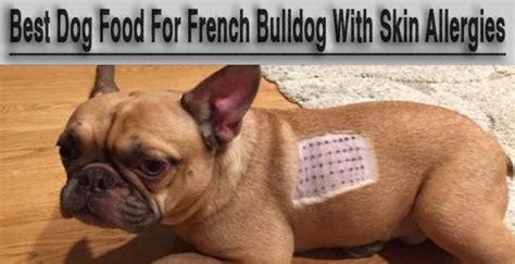 3 Best Dog Food For French Bulldog With Skin Allergies Pets Dog World