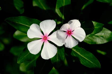 Rosy Periwinkle Catharanthus Roseus Photograph By Martin Shields