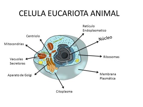 Celula Eucarionte Animal
