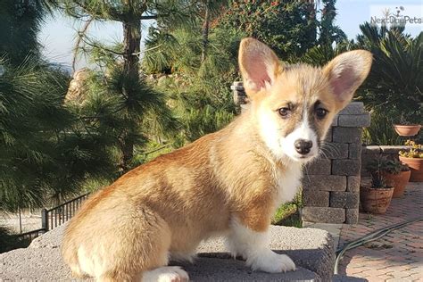 Our standards for pembroke welsh corgi breeders in north carolina were developed with leading veterinarians and animal welfare experts. Corgi puppy for sale near San Diego, California ...