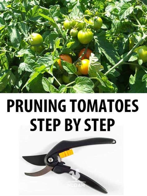 Pruning Tomatoes Step By Step New Life On A Homestead