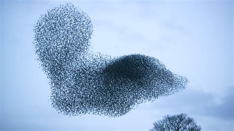 Modelling Uncovers How Birds Flock Together