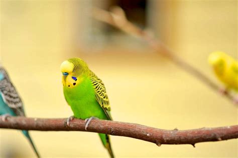 Budgie Colours Chart