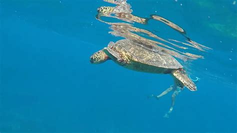 Hawaii Sea Turtles Youtube
