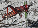 Red locust - Alchetron, The Free Social Encyclopedia