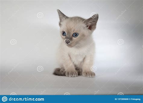An Siamese Cat On A White Background Stock Photo Image Of Gray