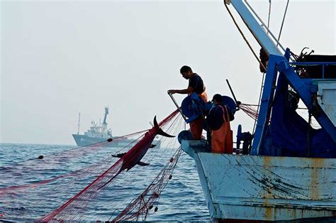 Día Internacional De La Lucha Contra La Pesca Ilegal No Declarada Y No