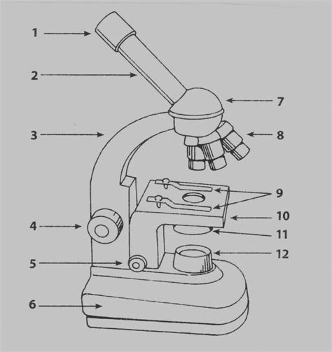Microscopy 1 Diagram Quizlet
