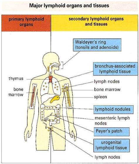 Lymphoid System At Geisel School Of Medicine At Dartmouth Studyblue