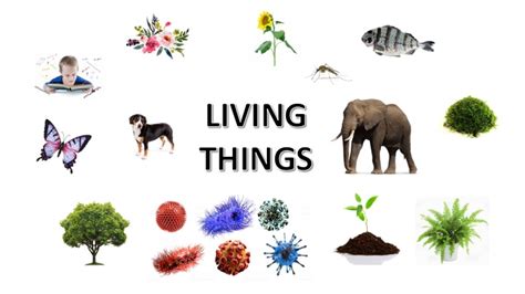 Classification Of Living Things Selftution