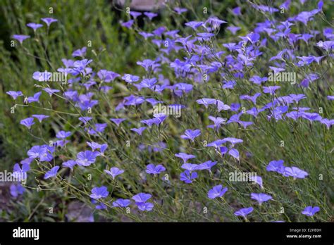 Linum Narbonense Perennial Flax Blue Flax Blooming Stock Photo Alamy