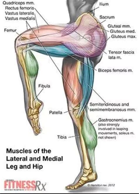 A muscle is a group of muscle tissues which contract together to produce a force. Need to know the very muscle of your legs and down | Leg ...