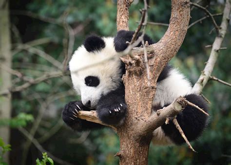 How To See Pandas In China Audley Travel Uk