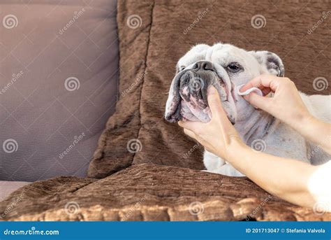 Cleaning English Bulldog Wrinkles Stock Image Image Of Snout