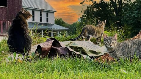 New Barn Cats Explore The Farm Youtube