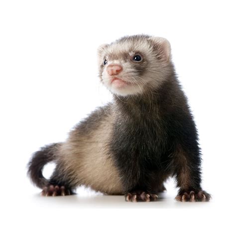 May not be combinable with other offers or discounts on the. Ferrets for Sale: Live Pet Ferrets for Sale | Petco