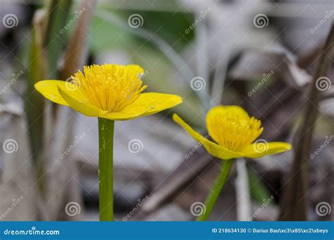 Kingcup Or Marsh Marigold Near The River Stock Photo Image Of Beauty