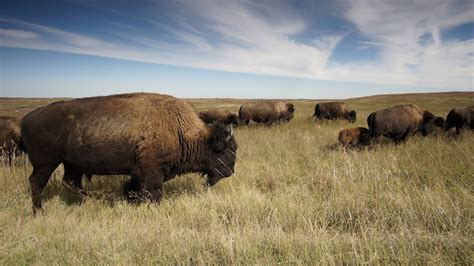 American Bison On The Prairie Hd Wallpaper Achtergrond 2400x1348