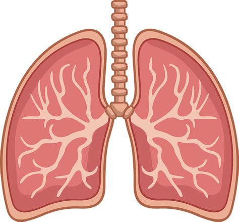 Svg Respiratory Images My Xxx Hot Girl