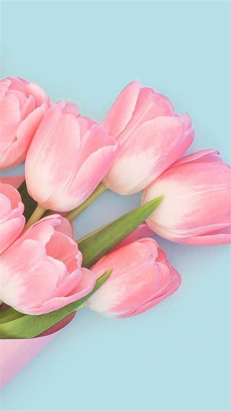 Free Download Beautiful Pink Tulips Flower Wallpaper For Desktop And
