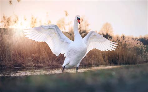 Download Wallpapers White Swan Close Up Wildlife White Bird Lake