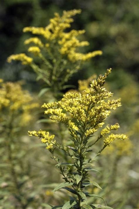 Plant Goldenrod With No Worries About Allergies Blame Ragweed
