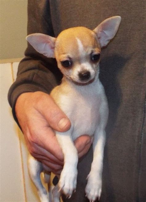 Two Adorable Female Chihuahua Puppies In Forfar Angus Gumtree