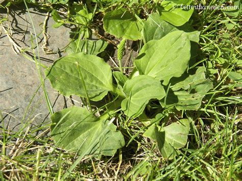 Plantain Eight Uses For The Weed Every Mom Should Know Mary Haseltine