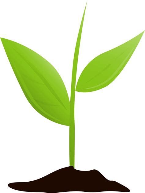 Growing Plant Mtq Clipart Large Size Png Image Pikpng