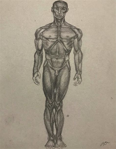Male Anatomy Drawing By Rachael Fellman Fine Art America
