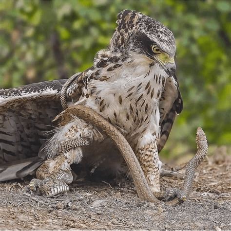 Eagle Vs Snake Rnatureismetal