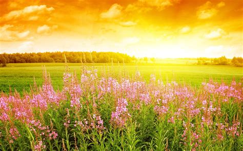 Spring Sunshine Wallpapers Top Free Spring Sunshine Backgrounds