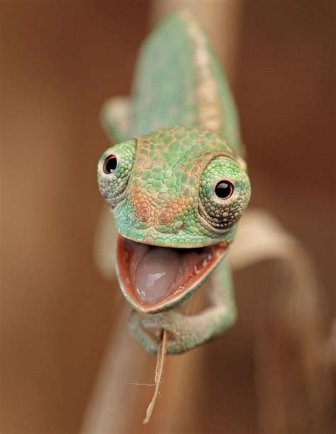 Funny Chameleon