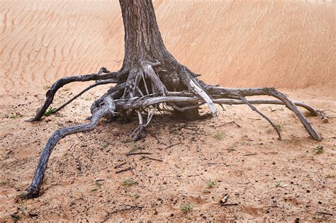 Desert Trees 2 Middle East United Arab Emirates Momentary Awe