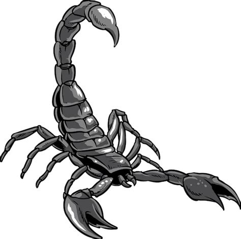 Scorpion Vector Premium Download