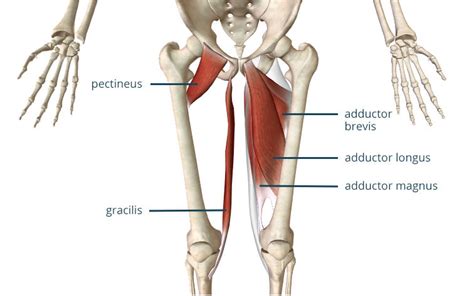 Adductor Strengthening For Athletic Performance Olympia Fitness Performance
