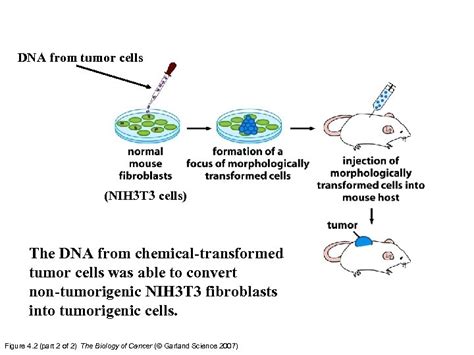 From dna to proteins i. Chapter 4 Cellular Oncogenes — 4 2