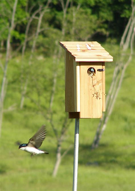 Barn Swallow Birdhouse Plans House Design Ideas