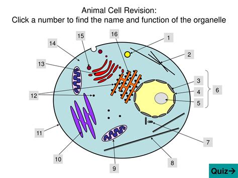 Plant And Animal Cell Structure And Function Ppt Plant And Animal