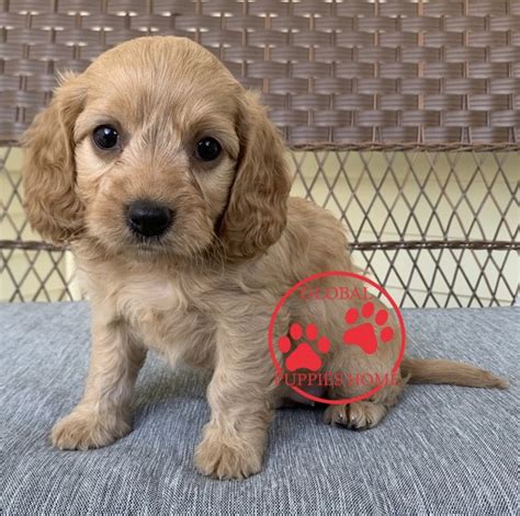 As an amazon associate i earn from qualifying purchases. cavapoo puppies near me for sale - Global Puppies Home